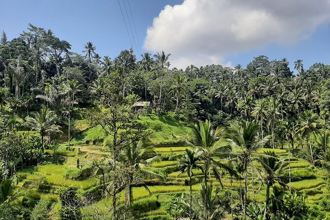 Ubud Tour - Highlights of Ubud - Lunch at D Alas Warung comes with a view