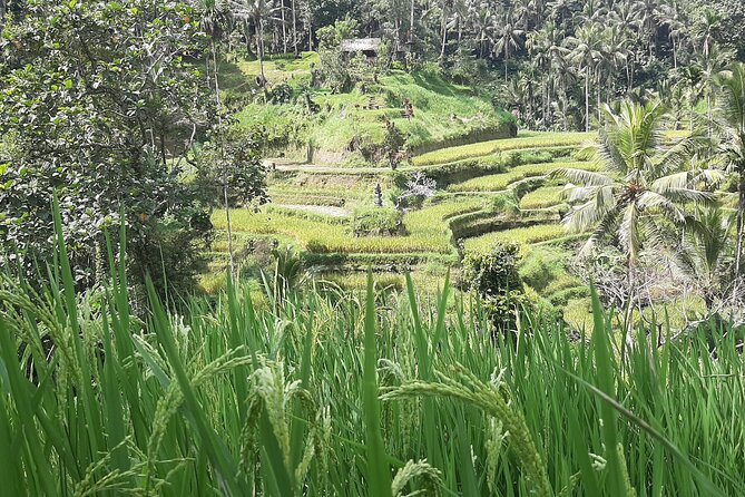 Ubud Tour - Highlights of Ubud - What the private guide adds