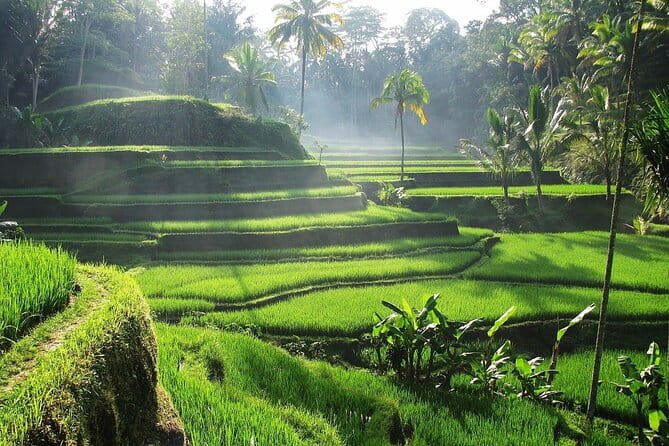 Ubud Tour Water Temple with Jungle Swing - Key points at a glance