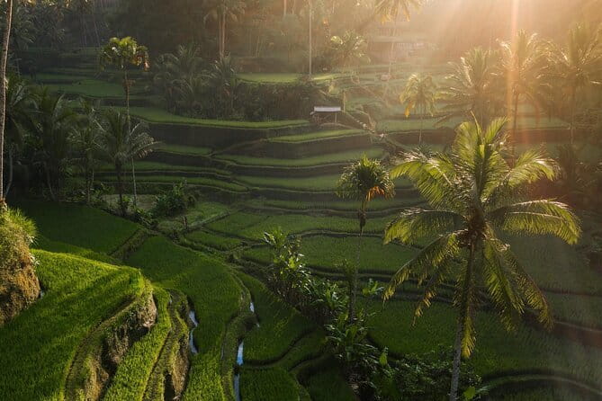 Ubud Tour Water Temple with Jungle Swing - Starting at the Sacred Monkey Forest