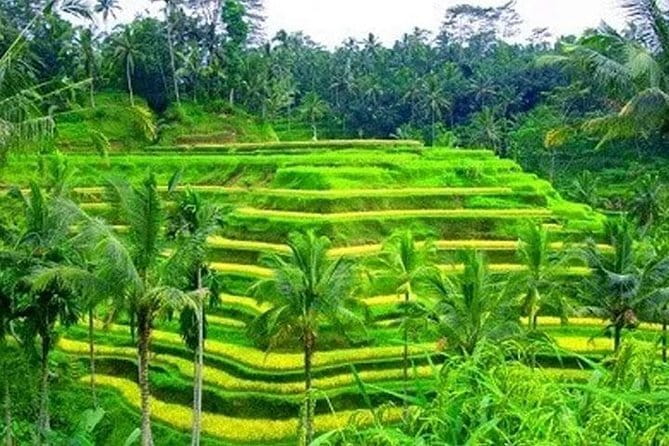 Ubud Tour Water Temple with Jungle Swing - How the private format changes the day