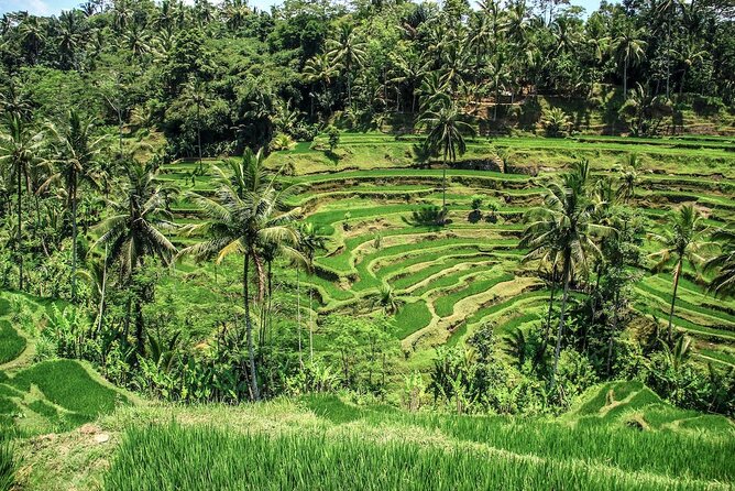Ubud Tour With Monkey Forest, Rice Terrace, Waterfall, Temple - Key points to know before booking