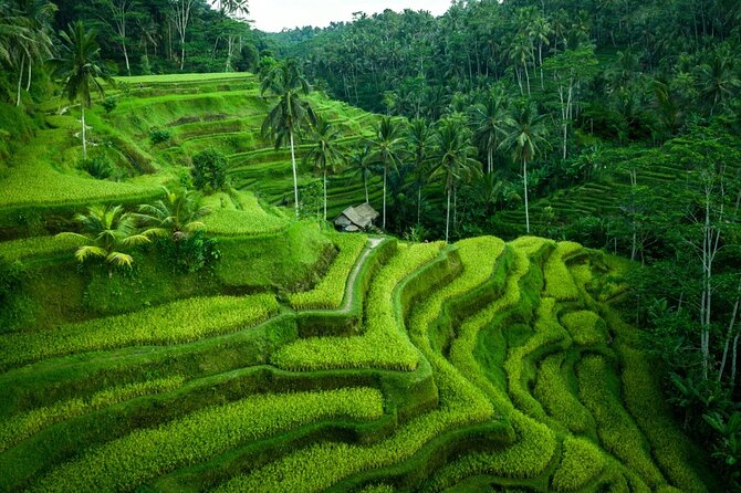 Ubud Tour With Monkey Forest, Rice Terrace, Waterfall, Temple - Mas Carving Center: a short look at Balinese craft