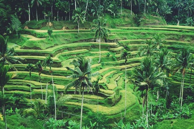 Ubud Trip, The Best of Ubud in a day - All Inclusive - Tegenungan Waterfall for a change of pace