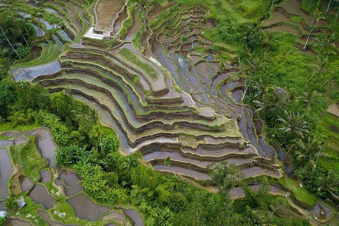 Ubud White Water Rafting, Rice Terrace and Jungle Swing - Thirty minutes at d’Alas Swing