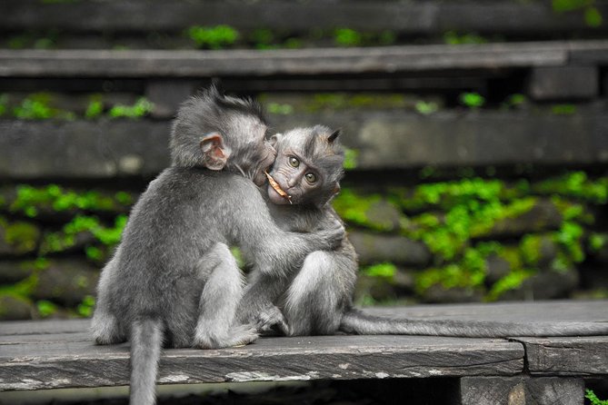 Utterly Ubud - Sacred Monkey Forest closes the day in central Ubud