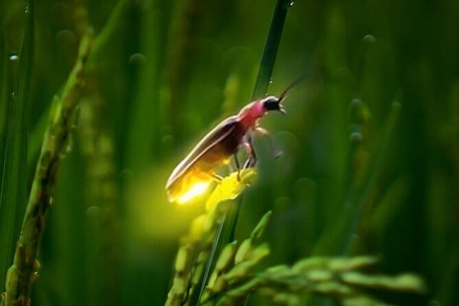 VIllage Firefly Night Tour - Ubud Bali - Who will enjoy this Ubud evening