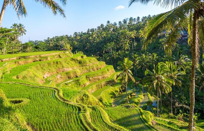 Vintage Volkswagen Bali Tour - Key points to know before booking