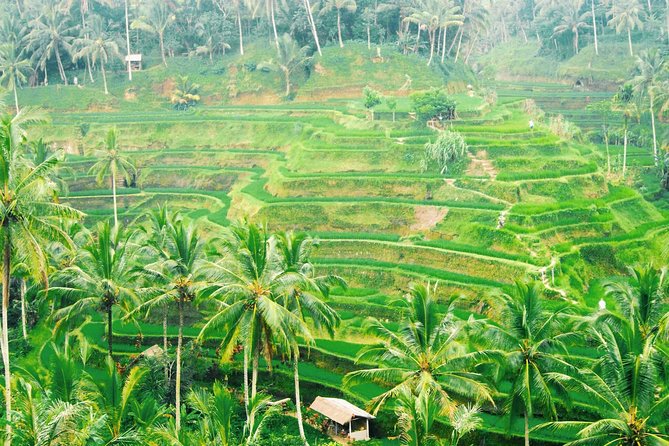 Volcano Jeep Adventure and Ubud Tour - What the private setup changes