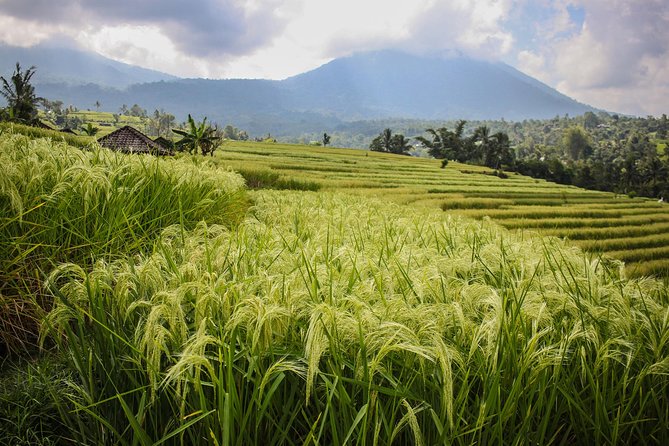 West Bali Tour: Taman Ayun, Ulun Danu Beratan, Jatiluwih Rice Terrace, Tanah Lot - Tanah Lot closes with Bali’s famous sea temple