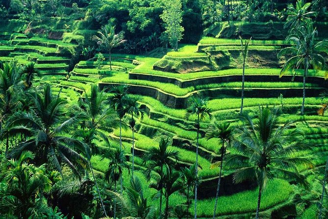 Wonderful Of Ubud Tours - Sacred Monkey Forest, where nature and temple life meet